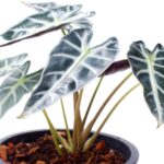 Быстрорастущее комнатное растение, которое заполнит большие пустые пространства в вашем доме.