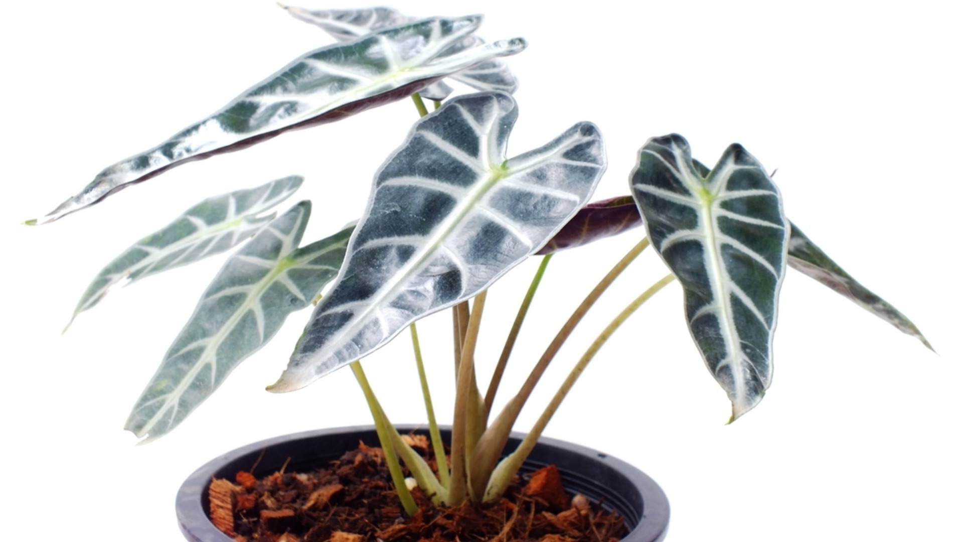 Быстрорастущее комнатное растение, которое заполнит большие пустые пространства в вашем доме.