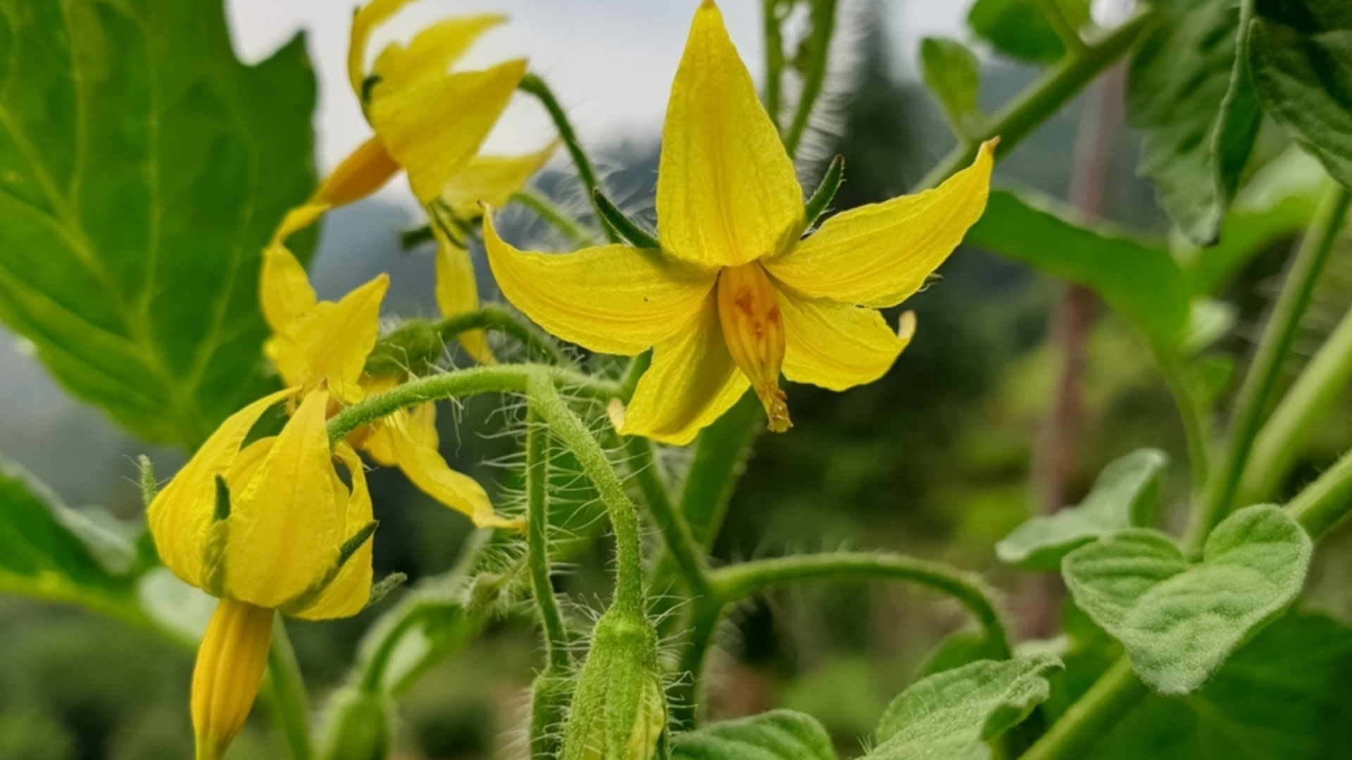 Лучший сорт помидоров для выращивания в банке