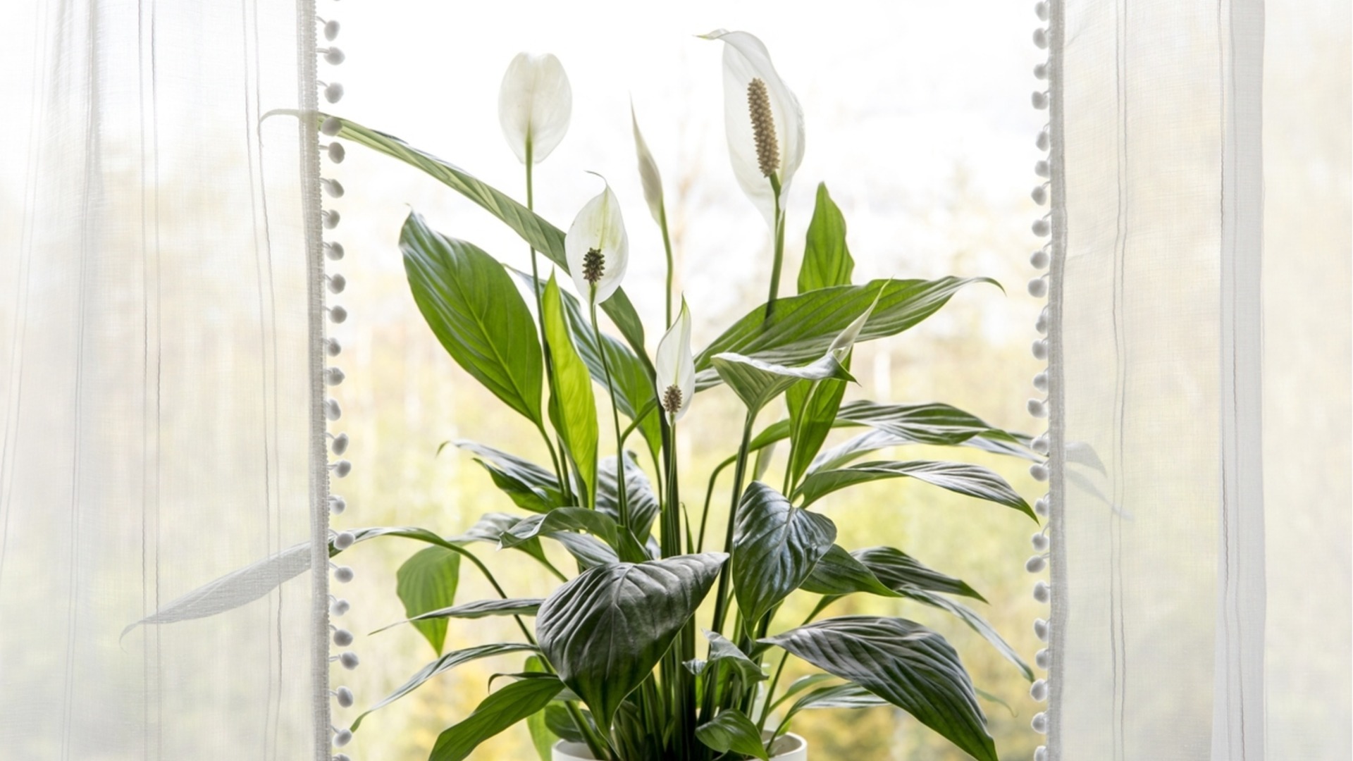 Твоя мирная лилия — не тот цветок, о котором ты думаешь.