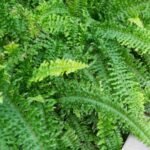Как перезимовать папоротник