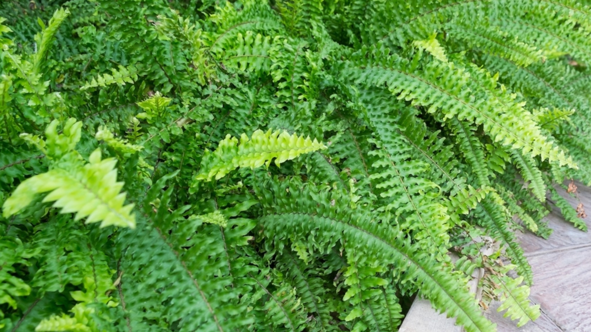 Как перезимовать папоротник