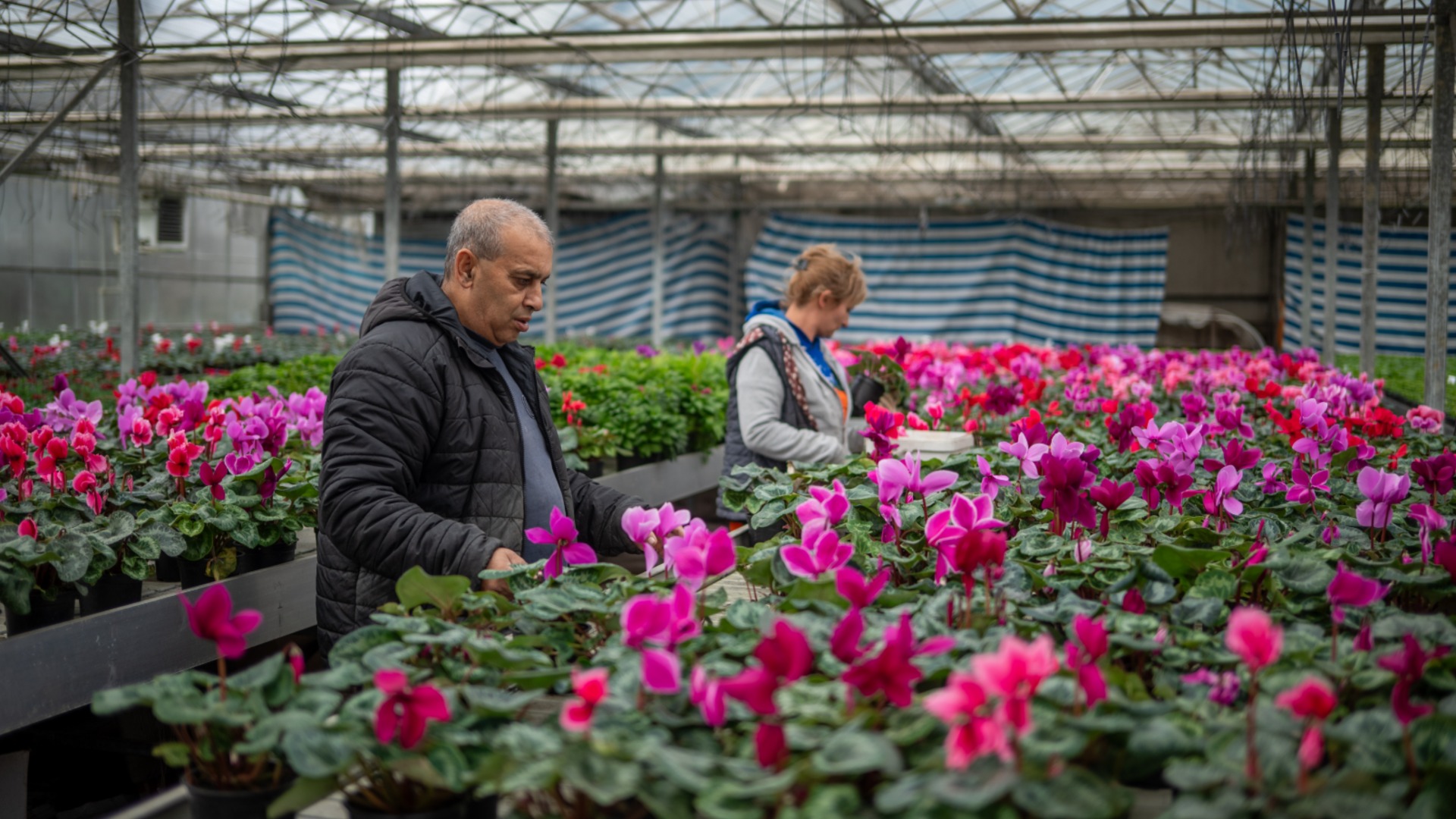 Цветы как вызов и бизнес: История «Флоры Цвет» и поддержка «ДПМ Челопеч»