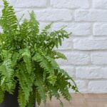 Этот папоротник хорошо себя чувствует при тусклом освещении комнаты.