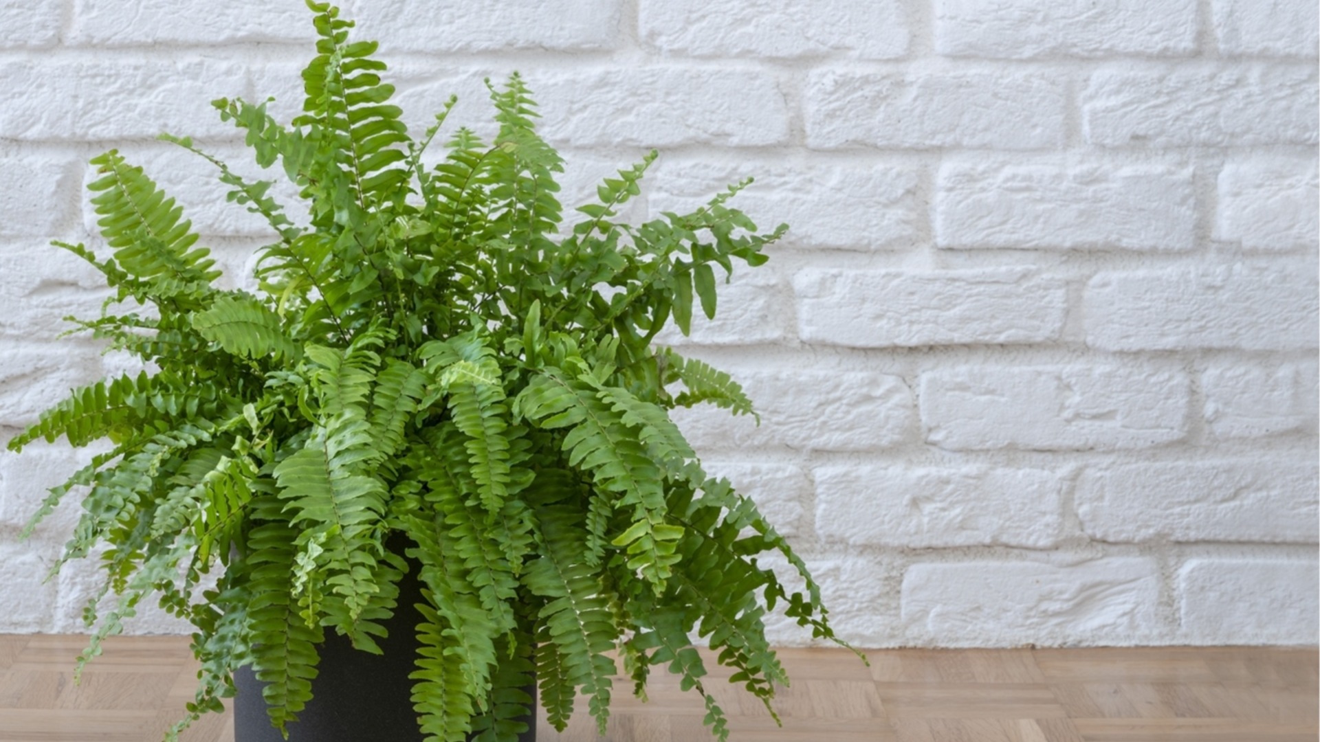 Этот папоротник хорошо себя чувствует при тусклом освещении комнаты.