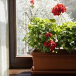 Как защитить герань на застекленной террасе в холодные дни