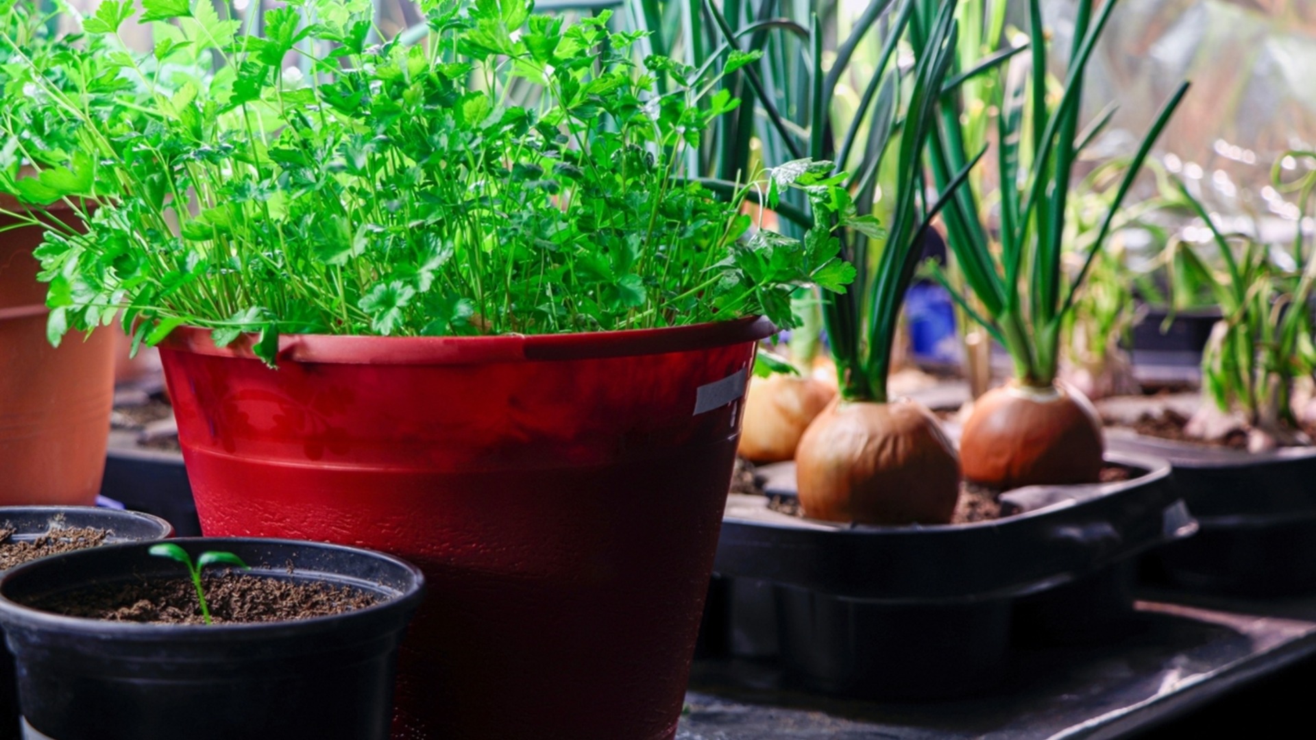Травы, которые можно вырастить на кухне