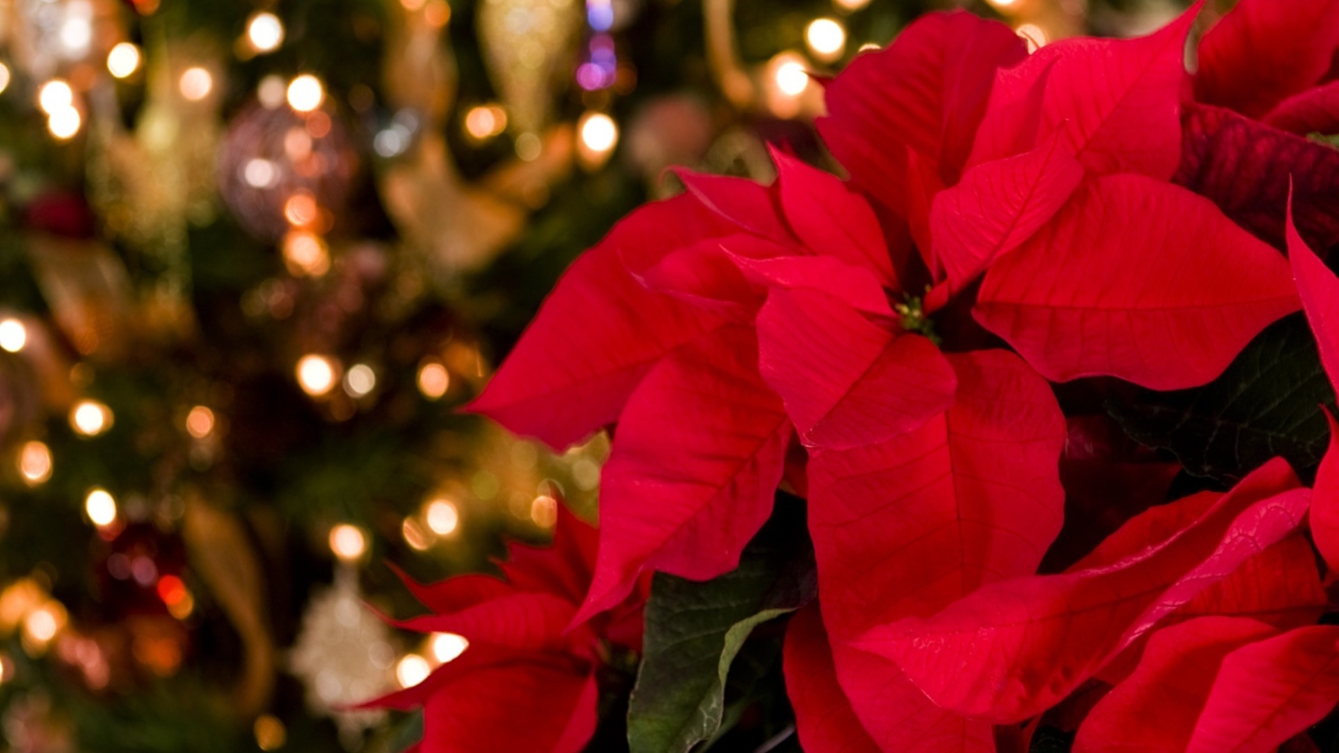 Как заставить пуансеттию снова зацвести