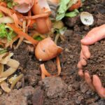 Как превратить пищевые отходы в садовое золото