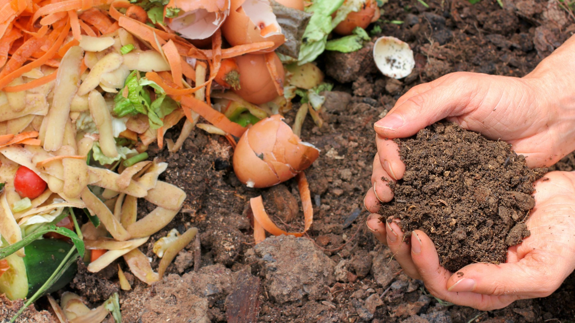 Как превратить пищевые отходы в садовое золото