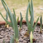 Как правильно выбрать время для посадки озимого чеснока