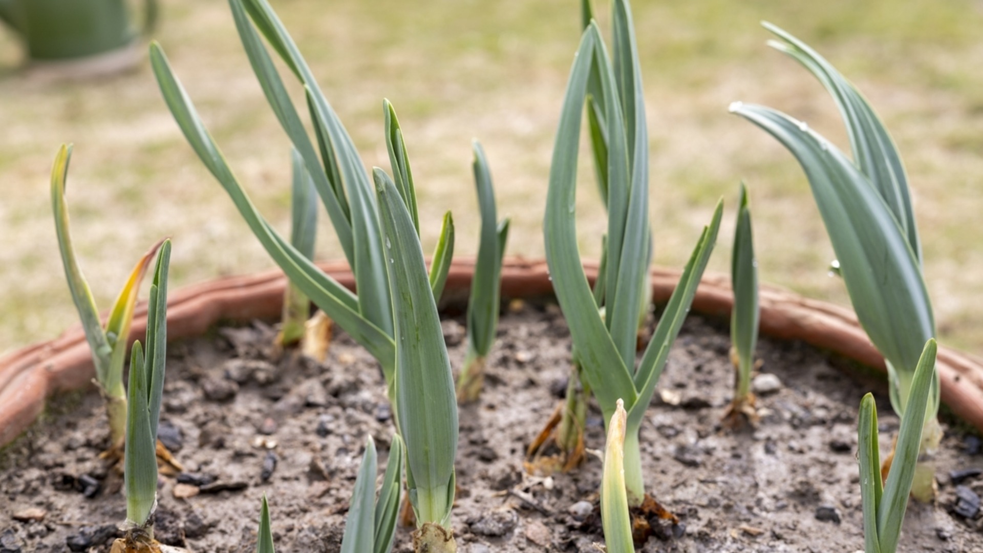 Как правильно выбрать время для посадки озимого чеснока