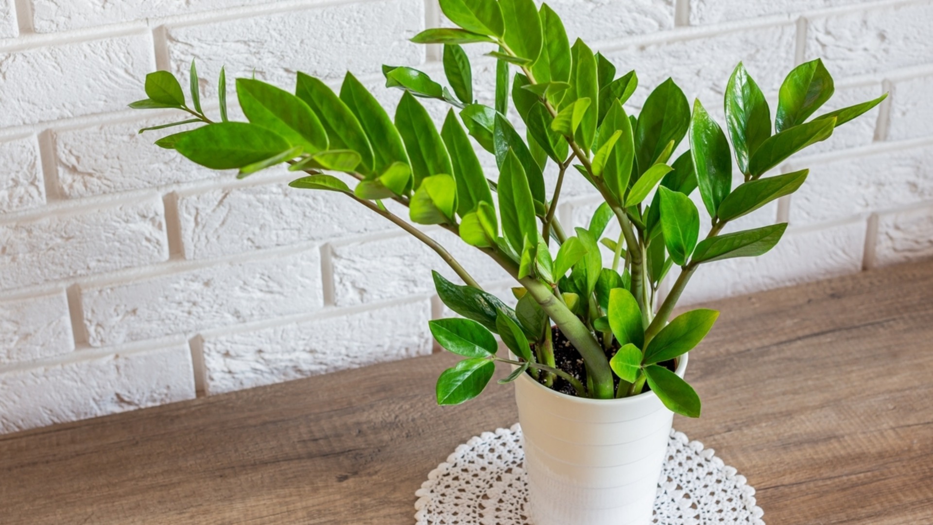 Как отопление влияет на цветы в горшках зимой