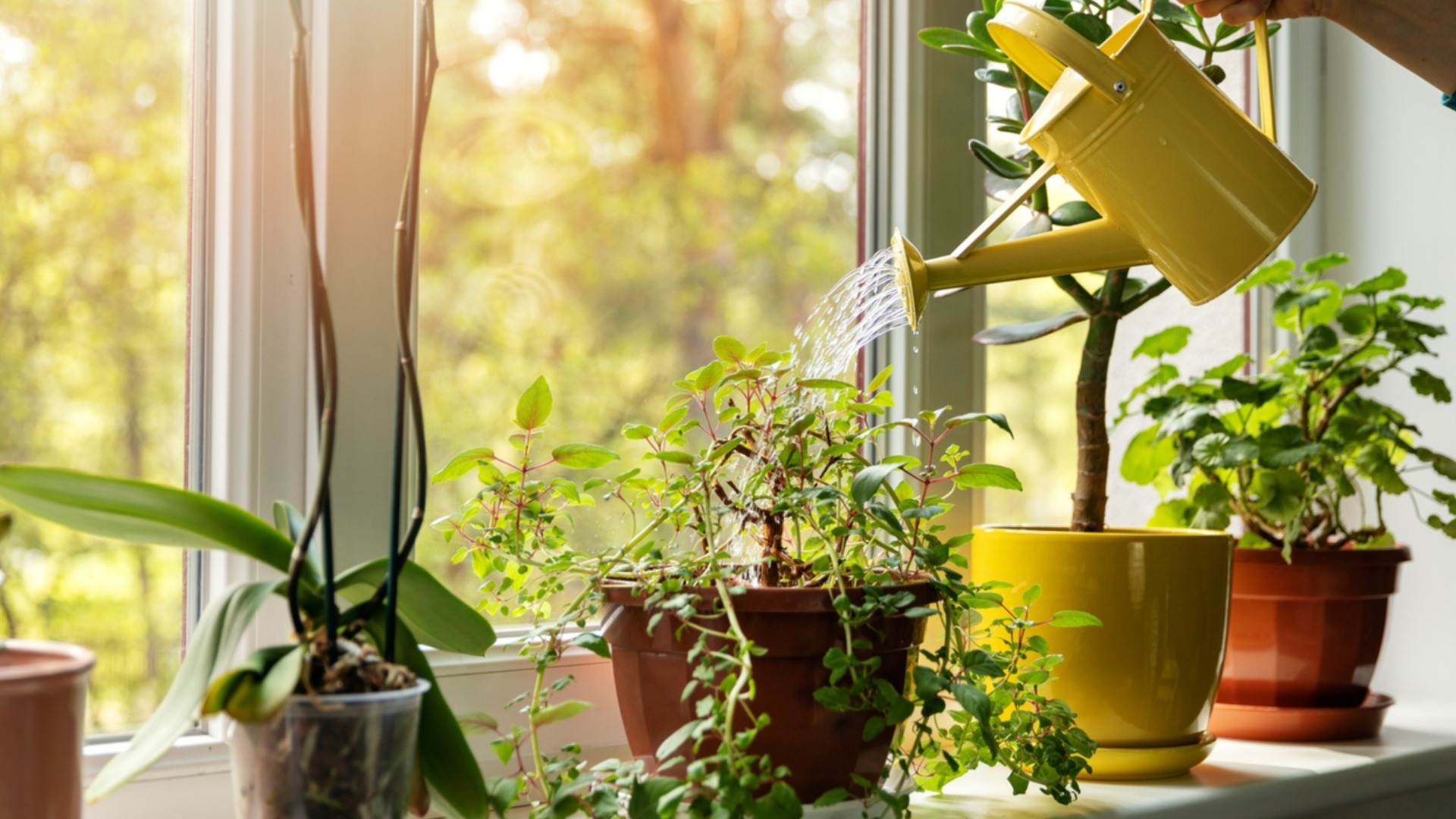 Как часто нужно поливать цветы зимой?