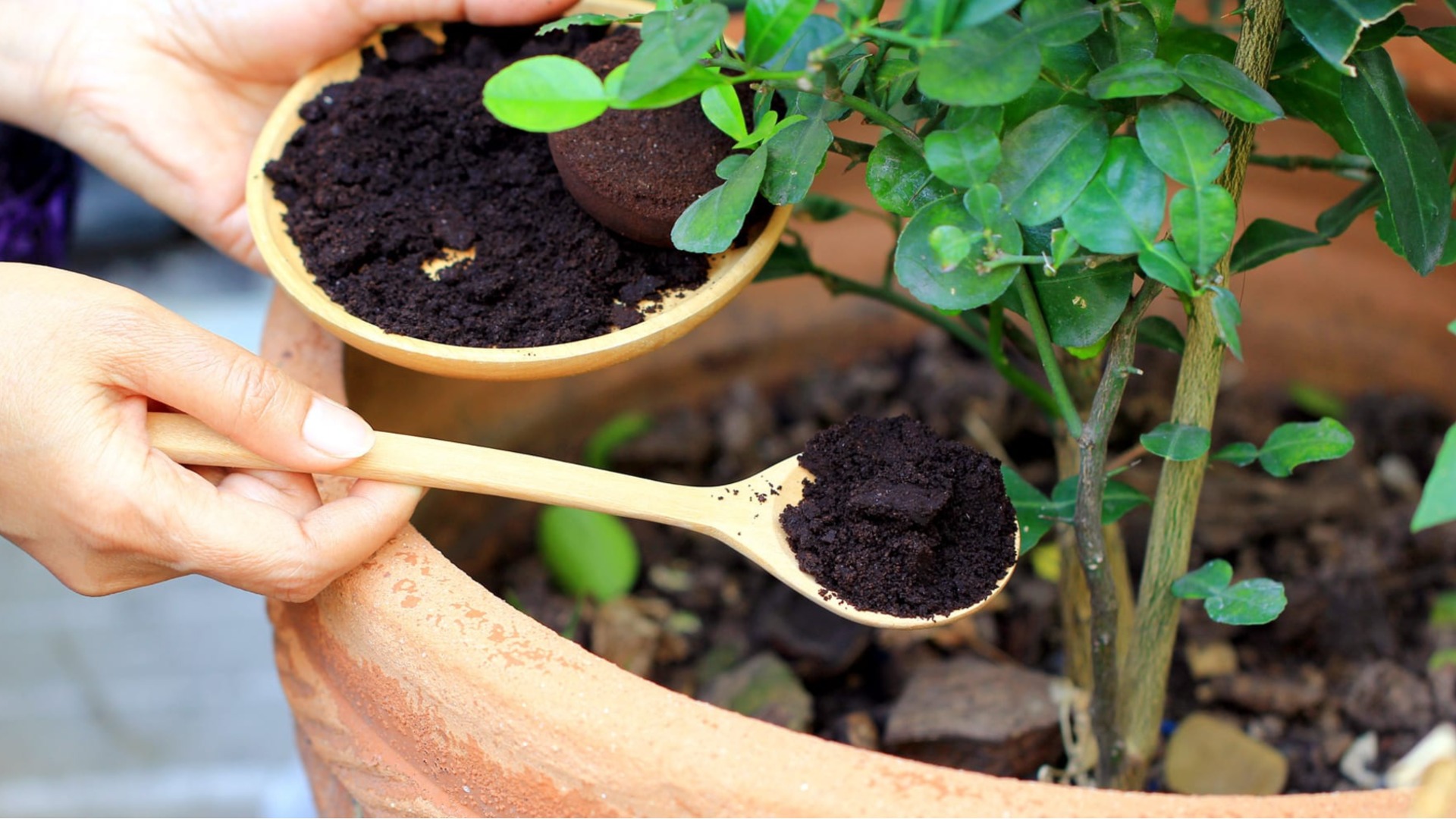 Как подкормить цветущие зимой цветы, не вызывая у них стресса