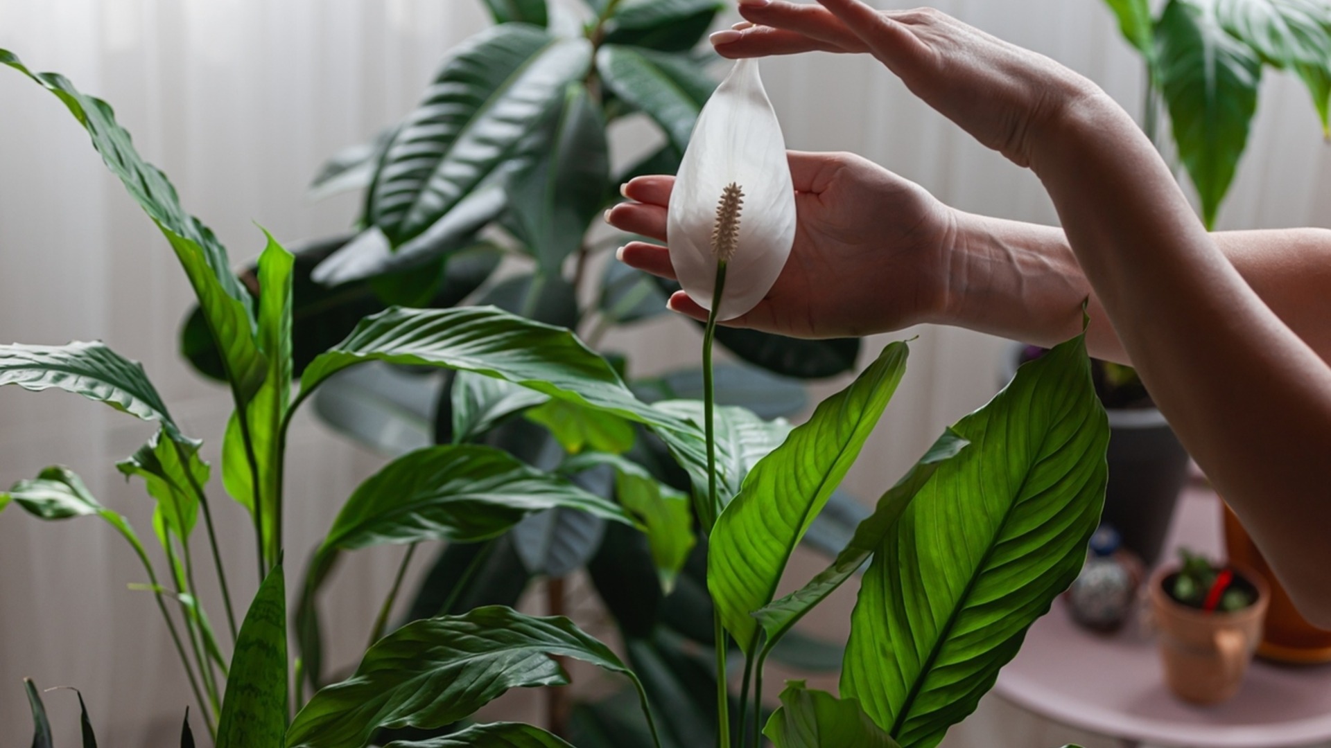 Почему у вашего спатифиллума поникают листья?