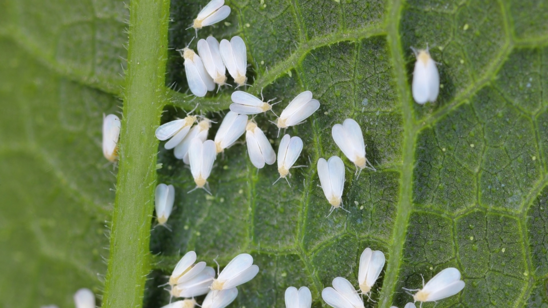 Ошибка осеннего ухода, которая превращает ваш сад в рассадник вредителей