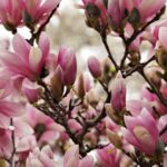 Как защитить магнолию зимой? Им поможет прикрытие и формирование холмиков, но вот что еще!