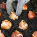 Как хранить нежные луковицы весной