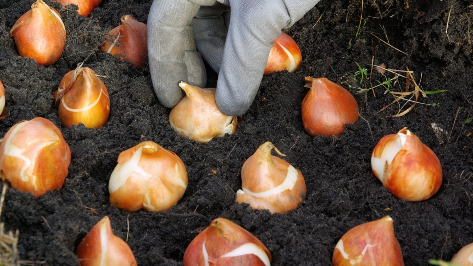 Как хранить нежные луковицы весной