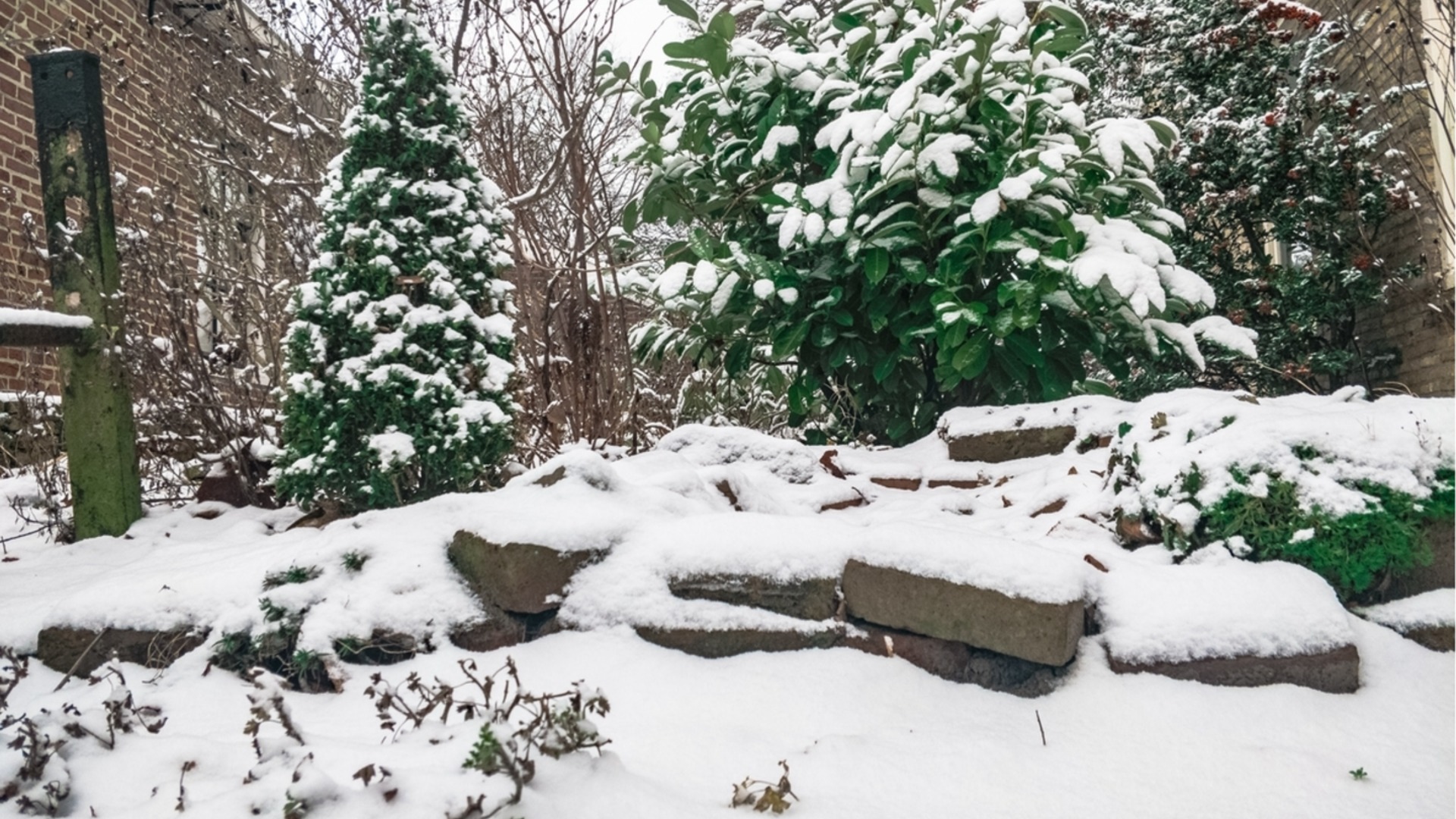 Лучшее место для хранения уличных растений, чтобы они хорошо росли зимой