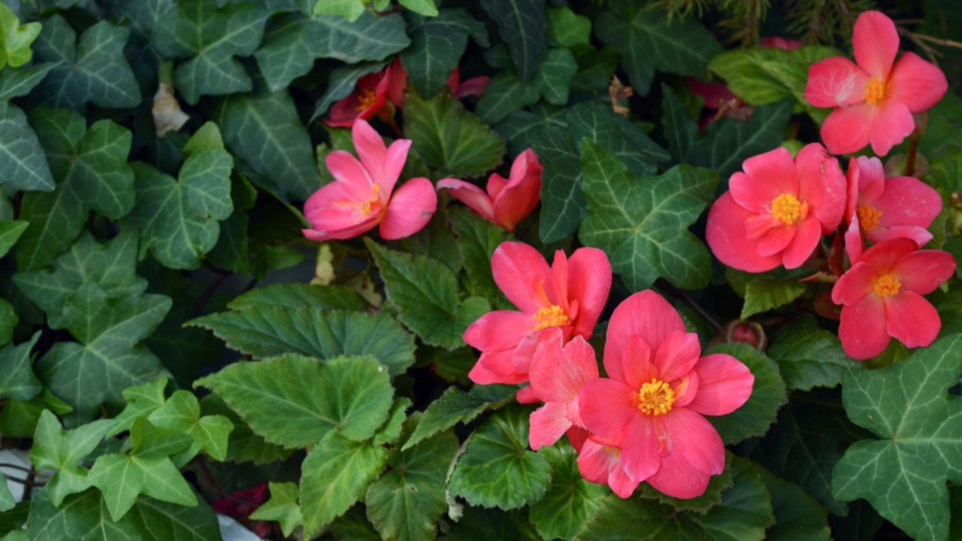 Ползучие растения, которые ни в коем случае нельзя выращивать рядом с домом