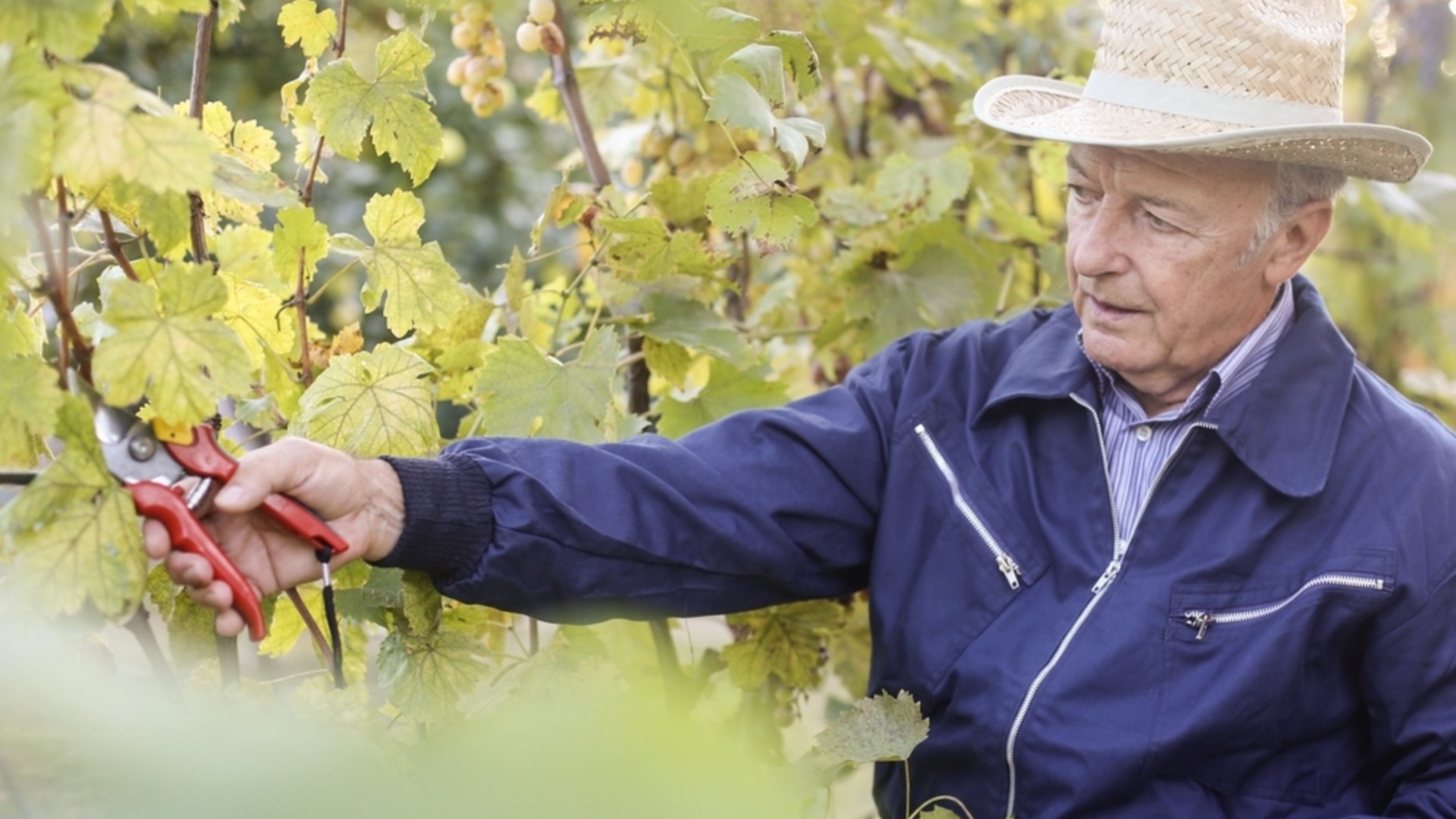 Подготовка лозы к зиме: Что делать помимо окучивания, чтобы получить обильный урожай