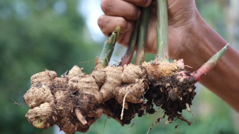 Как вырастить имбирь в помещении, чтобы получить круглогодичный урожай