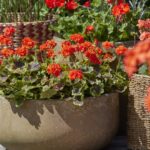 Растения, которые можно размножать зимой