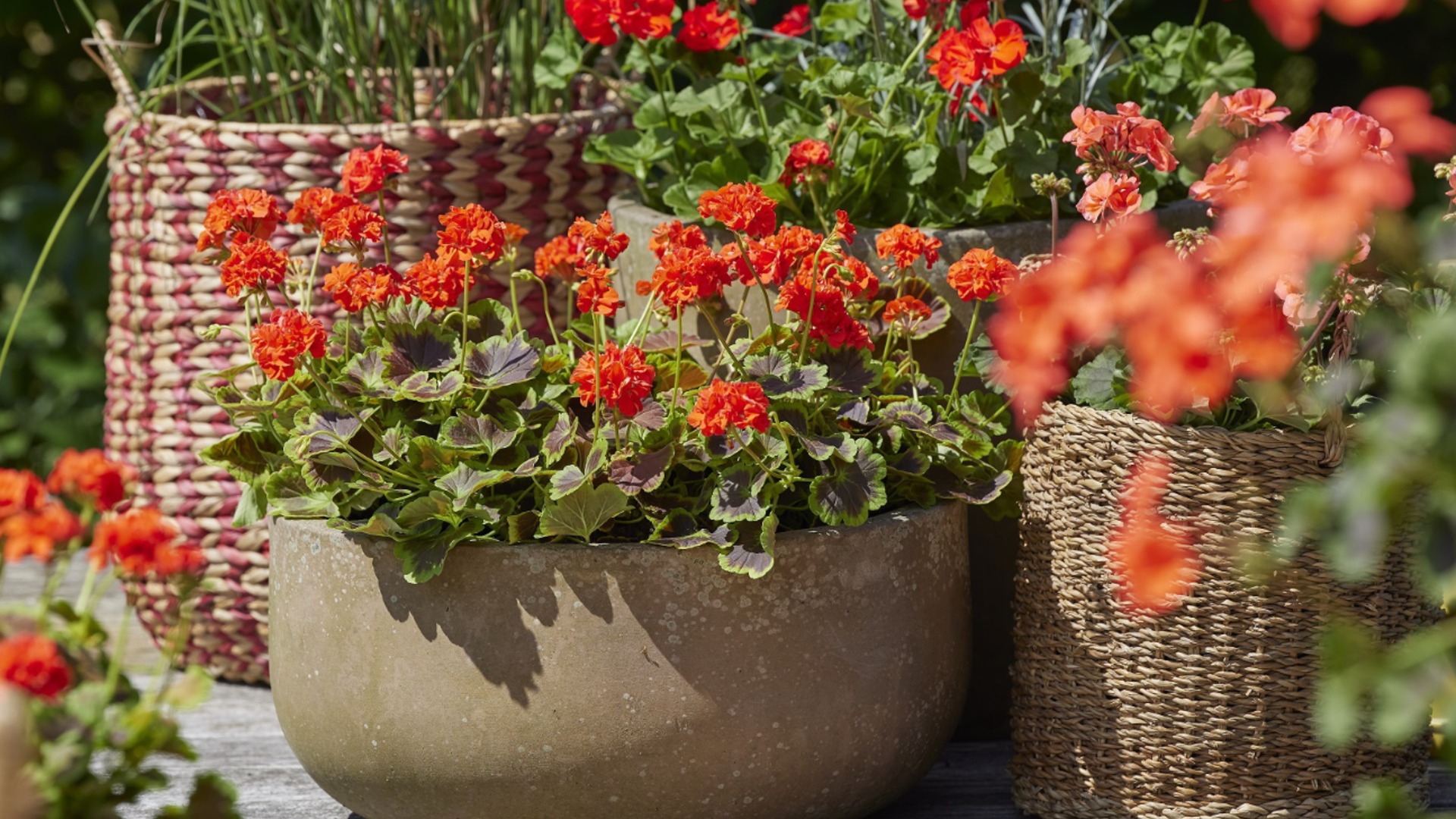 Растения, которые можно размножать зимой