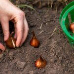 Грубые ошибки при хранении луковиц: если вы их допустите, весной ваш сад будет бесплодным.