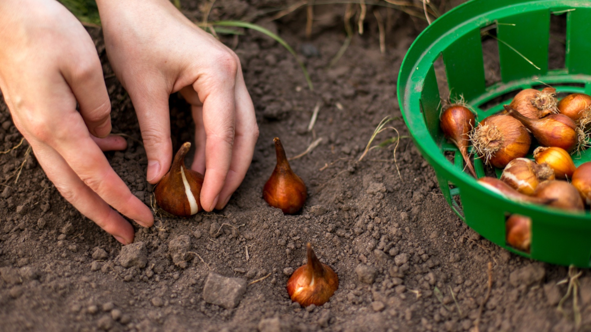 Грубые ошибки при хранении луковиц: если вы их допустите, весной ваш сад будет бесплодным.