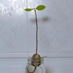 Фрукты и овощи, которые можно выращивать в стеклянных банках