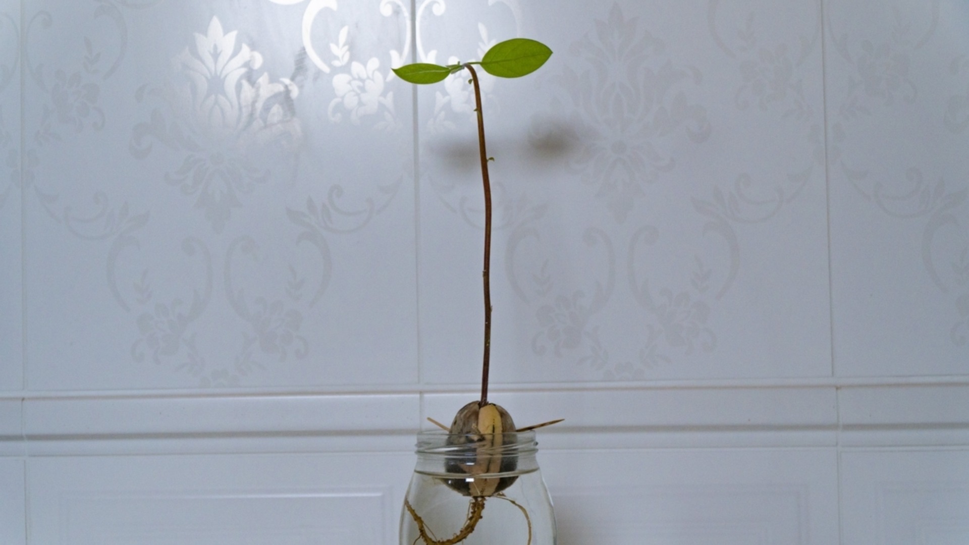 Фрукты и овощи, которые можно выращивать в стеклянных банках