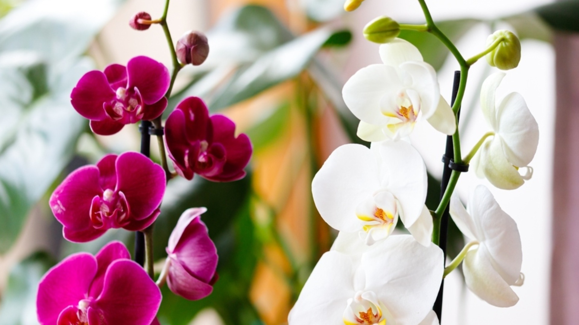 Когда и как правильно обрезать орхидеи по видам?