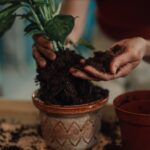 Умный трюк с кухонной бумагой, позволяющий сохранить влагу в горшках и спасти ваши любимые цветы