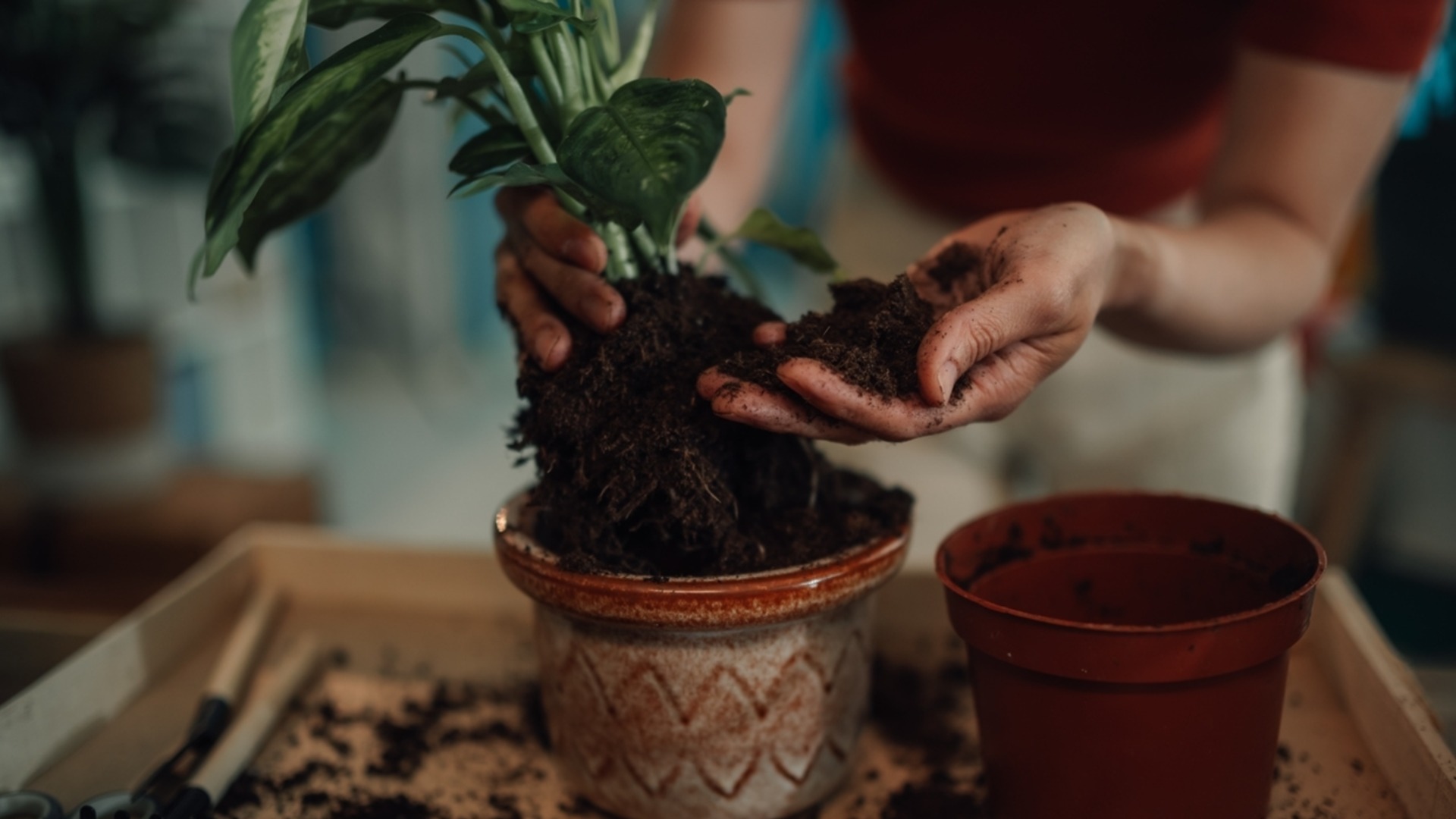 Умный трюк с кухонной бумагой, позволяющий сохранить влагу в горшках и спасти ваши любимые цветы
