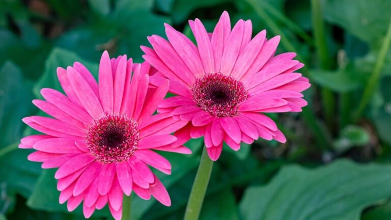 Как правильно перезимовать африканские ромашки