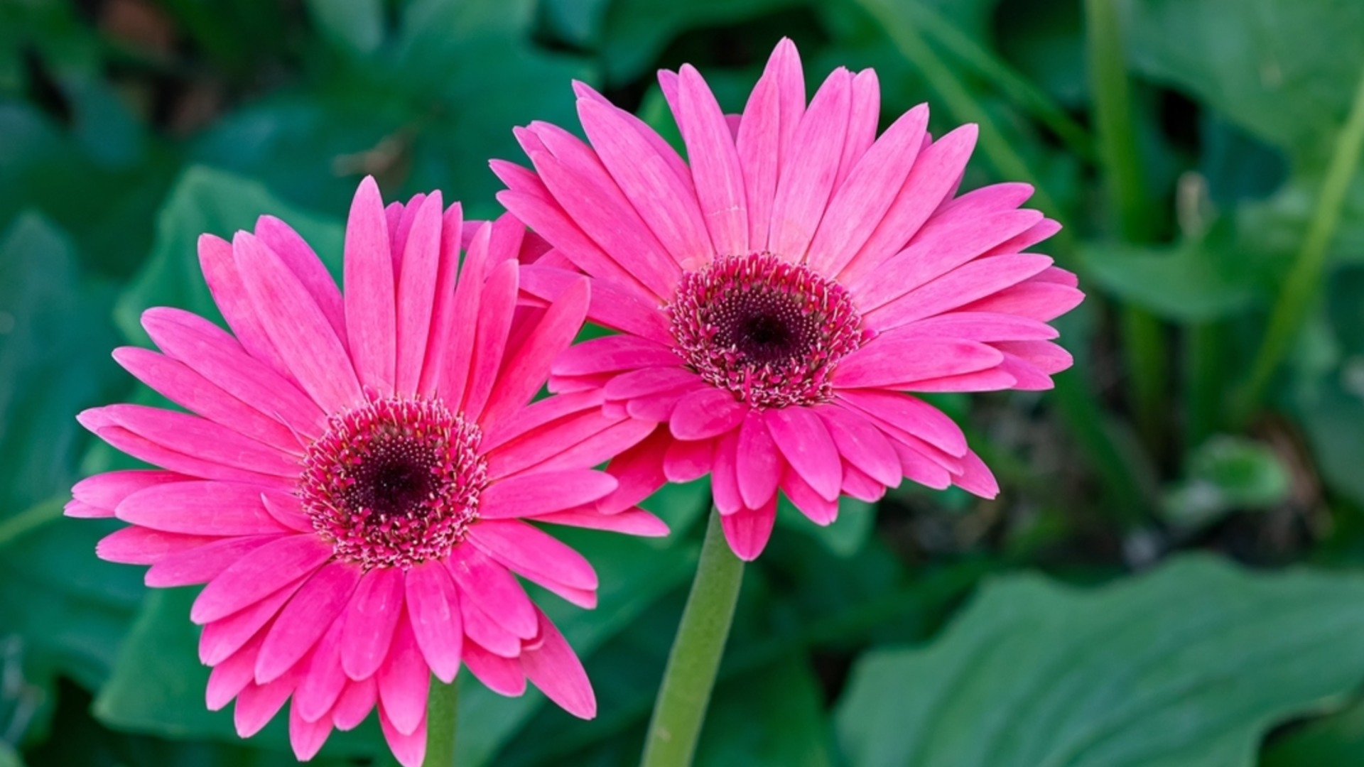 Как правильно перезимовать африканские ромашки