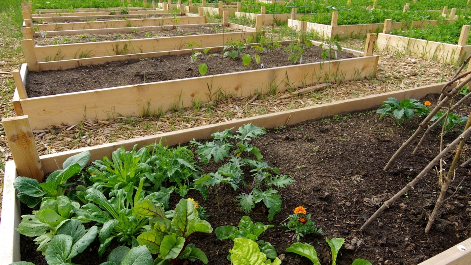 Умный трюк с алюминиевой фольгой для отпугивания вредителей в саду