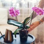 Что делать, если орхидея перестала цвести зимой