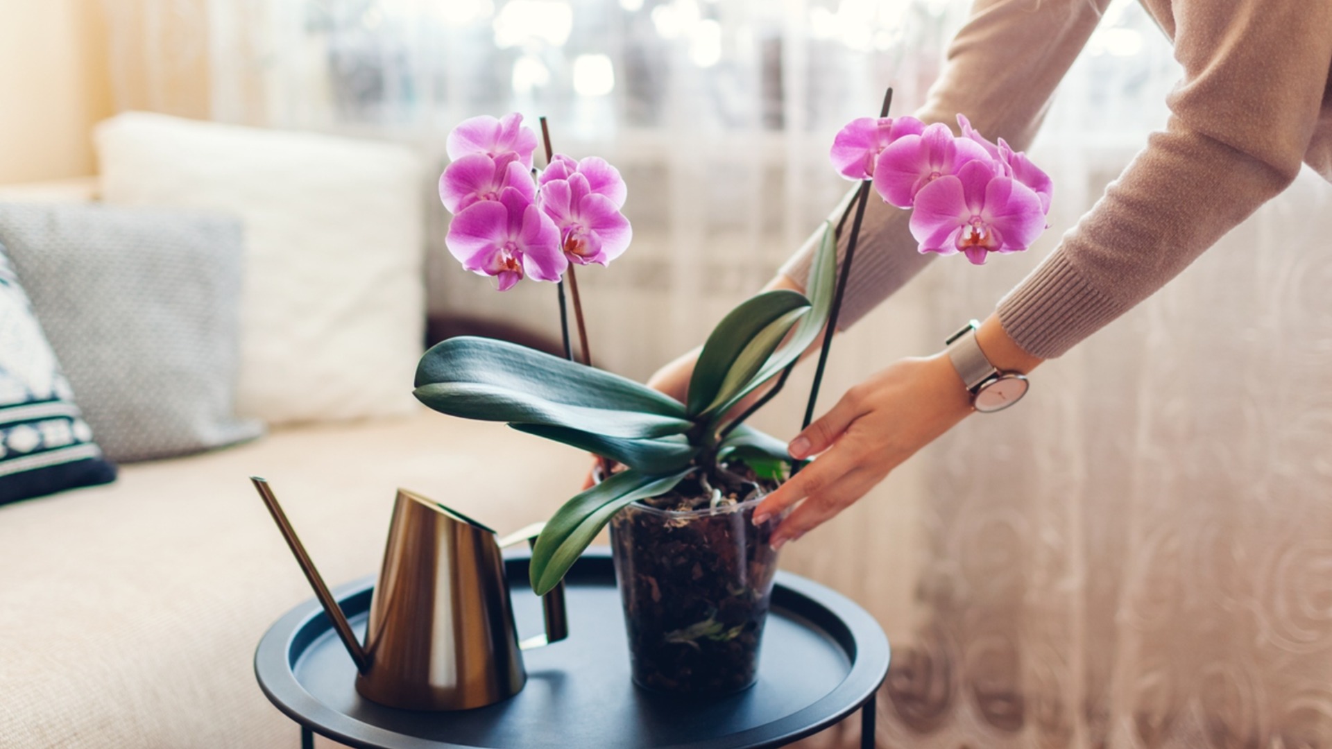 Что делать, если орхидея перестала цвести зимой