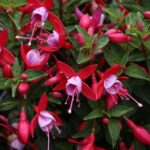 Как часто нужно поливать рождественский кактус?