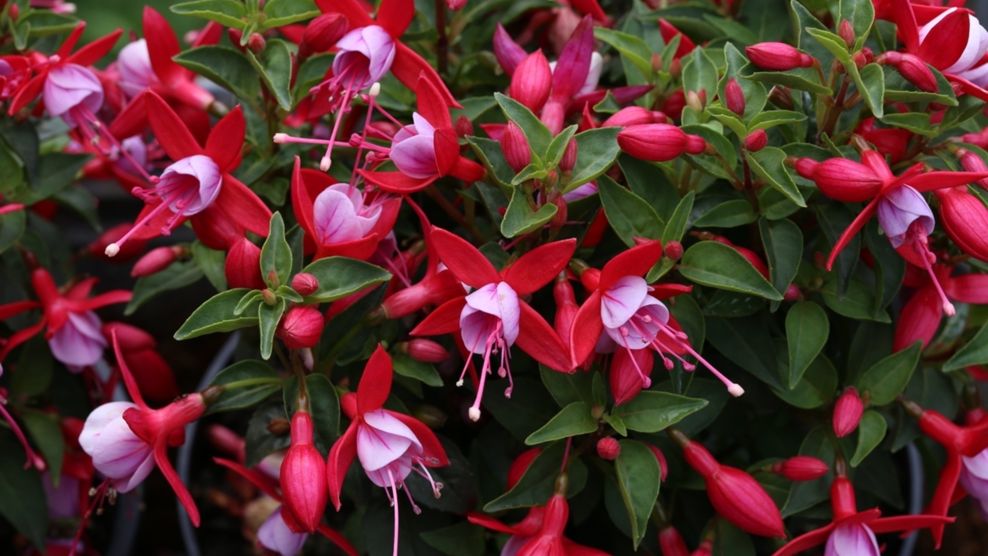 Как часто нужно поливать рождественский кактус?