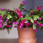 Как легко размножить рождественский кактус