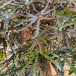 Комнатное дерево, которое растет в темных комнатах.