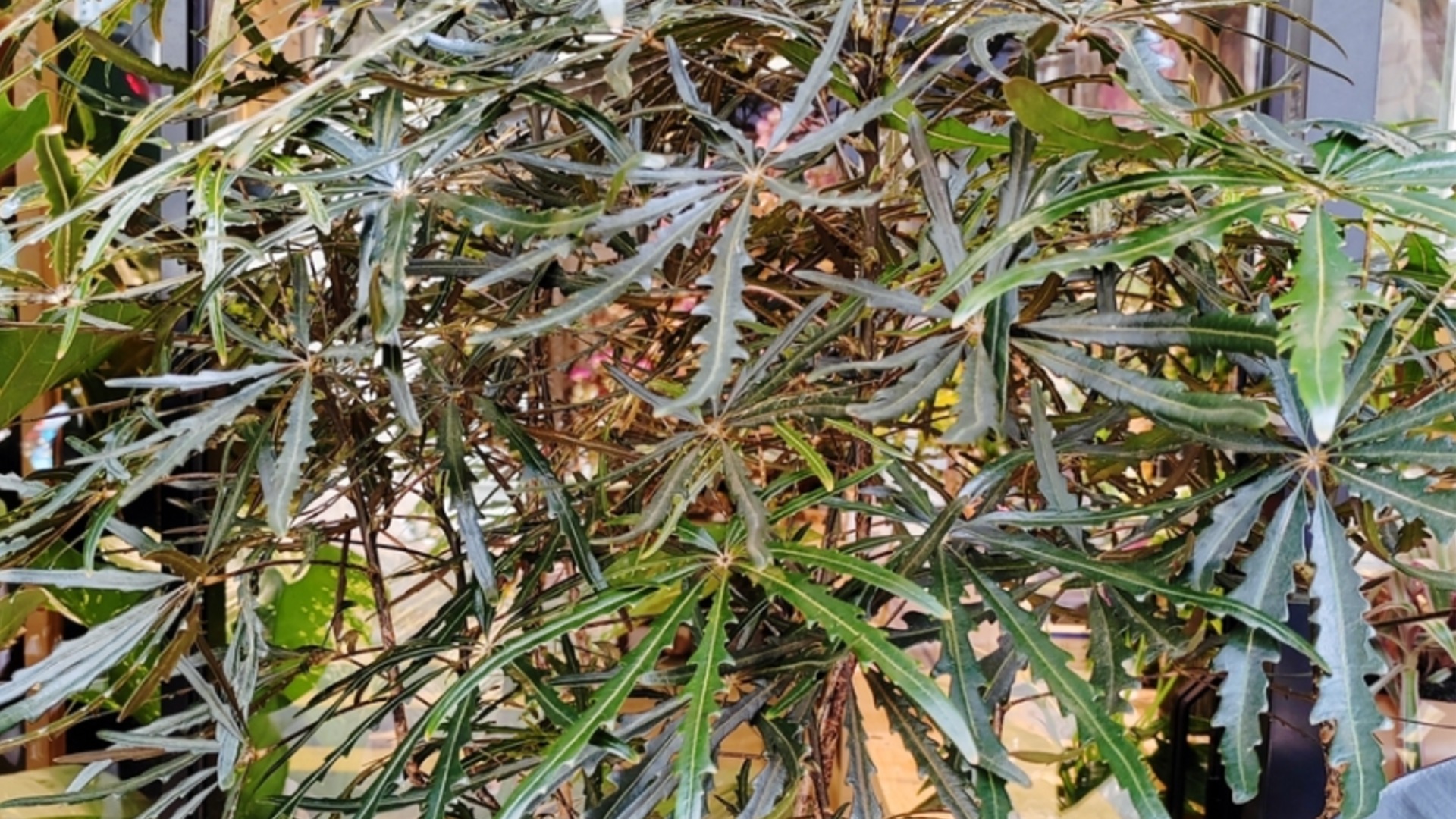 Комнатное дерево, которое растет в темных комнатах.