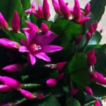 Секрет пышного цветения декабриста: Когда и как поливать