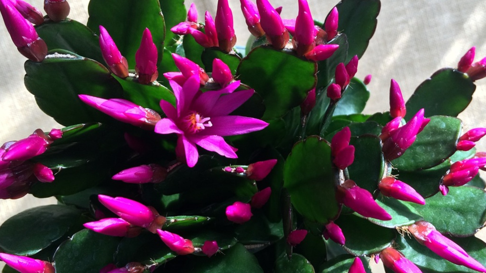 Секрет пышного цветения декабриста: Когда и как поливать