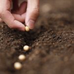 Однолетние растения, которые следует посадить до наступления холодов